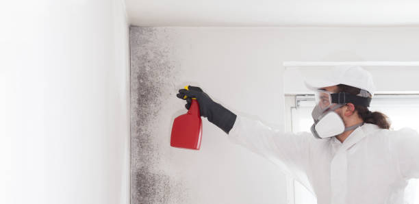 Best Mold Testing  in Sterling, IL