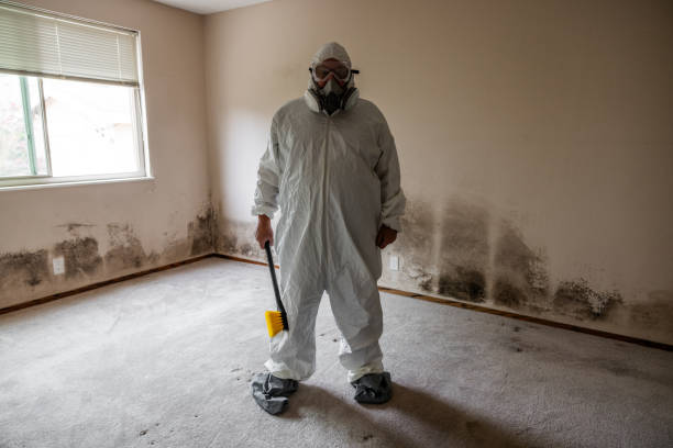 Professional Mold Removal in Sterling, IL